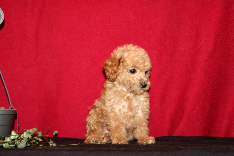 puppy, for, sale, Mini Golden Doodle F1B, Matthew B. Stoltzfus, dog, breeder, Gap, PA, dog-breeder, puppy-for-sale, forsale, nearby, find, puppyfind, locator, puppylocator, aca